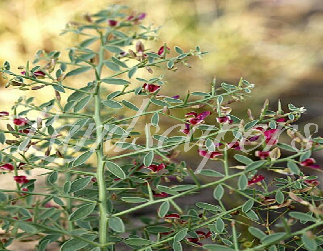 خارشتر معرفی و خواص گیاهان دارویی